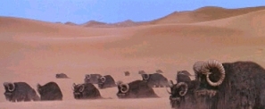 Manada de banthas en las llanuras de Tatooine