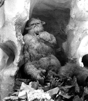 Invasor Wampa