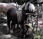 Caballo pulga